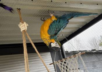 Hodowlany samiec Ara Ararauna