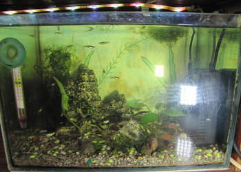 Akwarium z obsadą małe