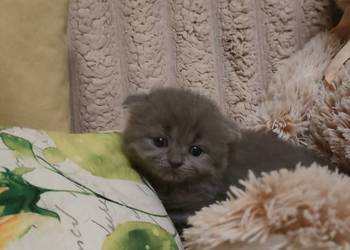 Kot Fold Szkocki odbiór przed wigilia