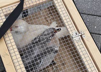 Sprzedam parke kaczek karolinek