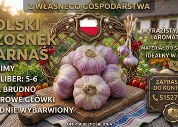 Polski czosnek HARNAŚ kalibry 5 do 6