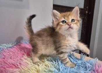 Syberyjska Kotka OFELIA rodowód FIFE FPL