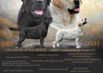 Szczenięta Labrador Retriever ZKwp /FCI
