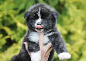 Akita inu (japońska) - pręgowane szczenię po Meiyosho