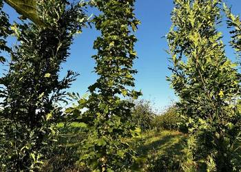 Klon pospolity Columnaris, Columnare, kolumnowy, wys. 2.5m