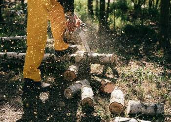 Wycinka drzew / krzewów / cięcie / rąbanie drewna