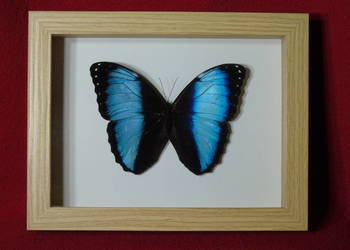 Motyl w ramce / gablotce 17 x 22 cm . Morpho achilles / helenor 125 mm