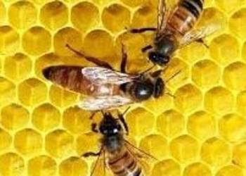 Węza Wielkopolska dobra z mojego wosku z odsklepin czysta zapachowa