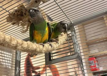 Papużki średnie senegalki