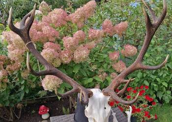 Poroże wieniec jelenia .