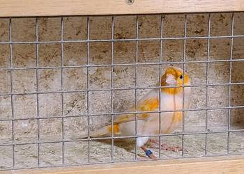 Kanarek - samiec na śpiewie