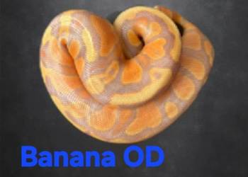 Likwidacja hodowli .