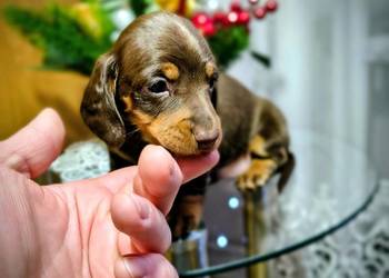 Jamniczek Choco Czekoladowy