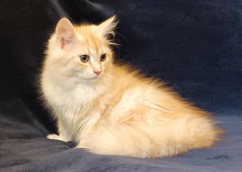 Koty Syberyjskie  - PICOLLO ZKolakowegoDomu*PL