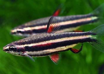 Drobnoustek obrzeżony - Nannostomus marginatus - WYSYŁKA