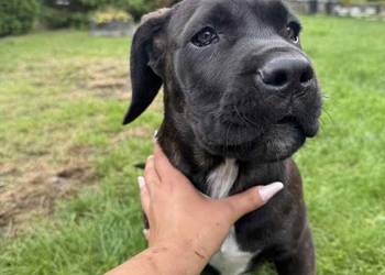 Cane Corso