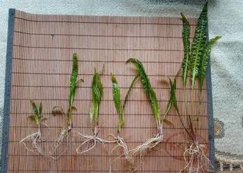 Kryptokoryna karbowana