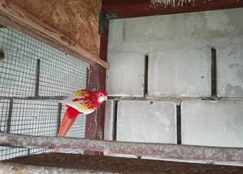 Rozella białolica rubino 22r