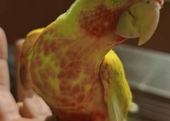 Papugi rudosterki ręcznie karmione