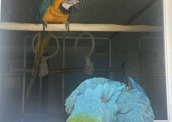 Ara Ararauna Samica 25r