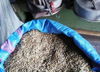 Sprzedam nasiona owsa.