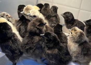 Sprzedam ayam cemani i siki USA