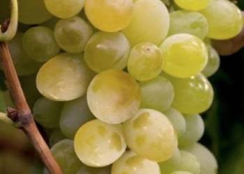 Dorosła sadzonka TIMUR. Sadzonka winorośli 1,8m