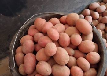 Ziemniaki czerwone sadzeniaki