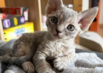Kotka Devon Rex - Queenie - niebieska pręgowana - FIFe