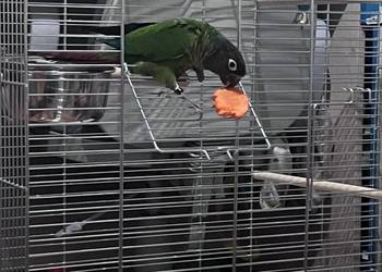 Sprzedam oswojona rudosterke