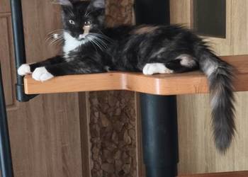 Kotka jedną szylkretka druga ruda Maine coon z rodowodem
