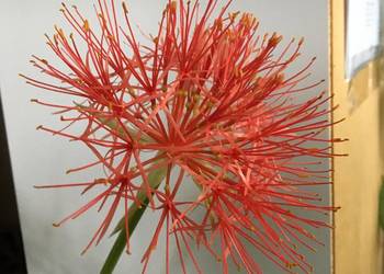 Krasnokwiat kolekcjonerski King Albert