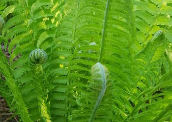 Paproć ogrodowa sadzonkaXXL