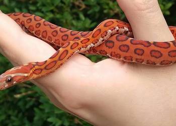 Wąż zbożowy SCALELESS, węże zbożowe - Red Factor, Hypo, Amel, Diffused