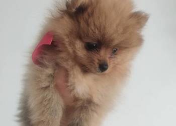 szpic miniaturowy - suczka