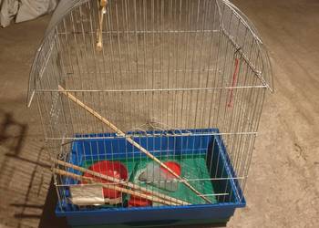 klatka dla kanarka