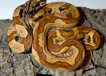 Samica Boa super hypo img jungle het albino (sharp)