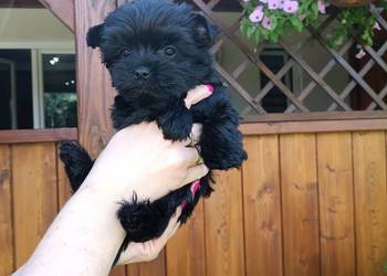 York Terrier Mini