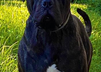 Alano Espanol - szczenięta