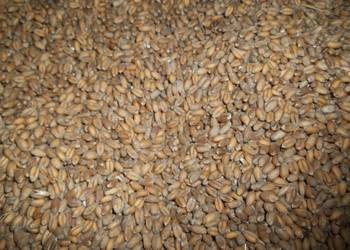 pszenica pszenżyto owies