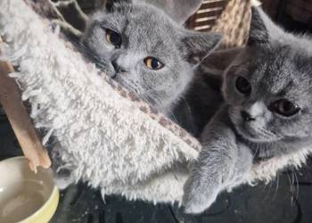 Kotek brytyjski niebieski i ragdoll