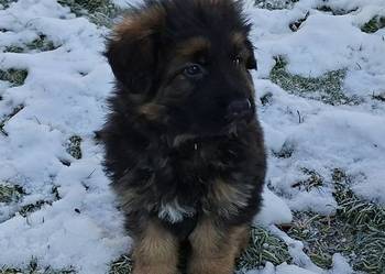 owczarek niemiecki długowłosy