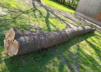 Pień dzikiej czereśni 5 mb, na opał lub materiał. Lublin okolice