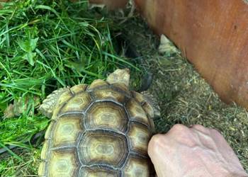 Zółw pustynny żółw lądowy centrochelys sulcata
