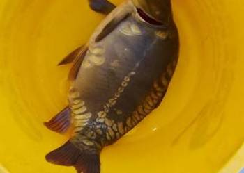 Karp handlowy