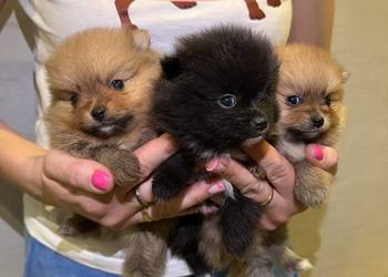 Pomeranian śliczne szczeniaczki