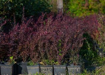 Berberys Thunberga 'Atropurpurea' 20-30 cm, donica 3 l