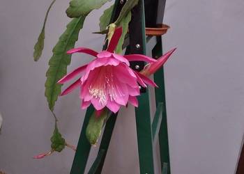 Epiphyllum, E-T-L, epifilum, kaktus NOWOŚĆ w Polsce