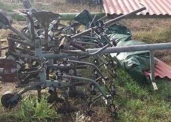 Pielnik siedmiorzędowy