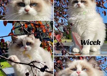 Gotowy do odbioru kot Ragdoll